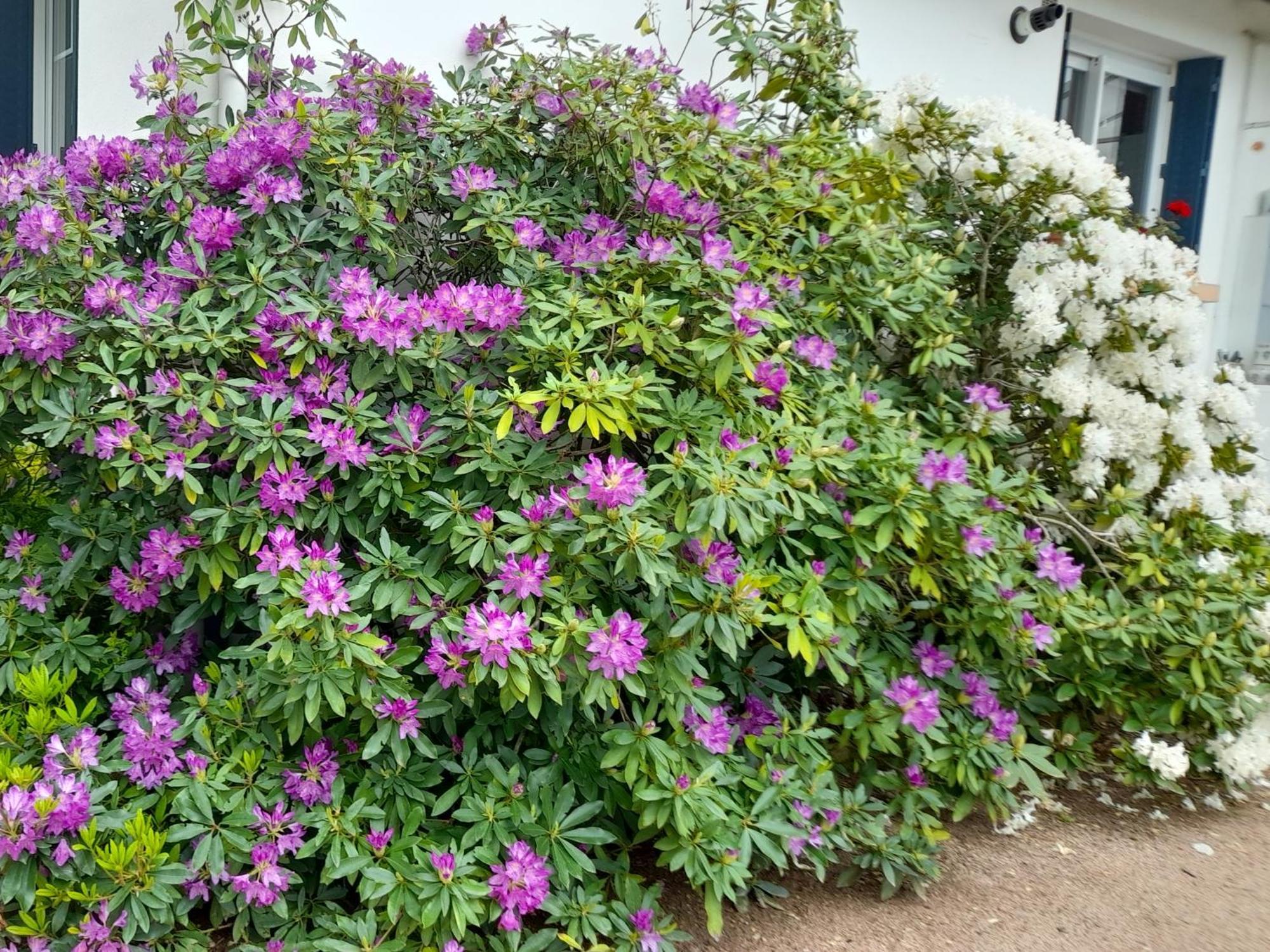 Les Abelias Bed & Breakfast Hauterive  Exterior foto