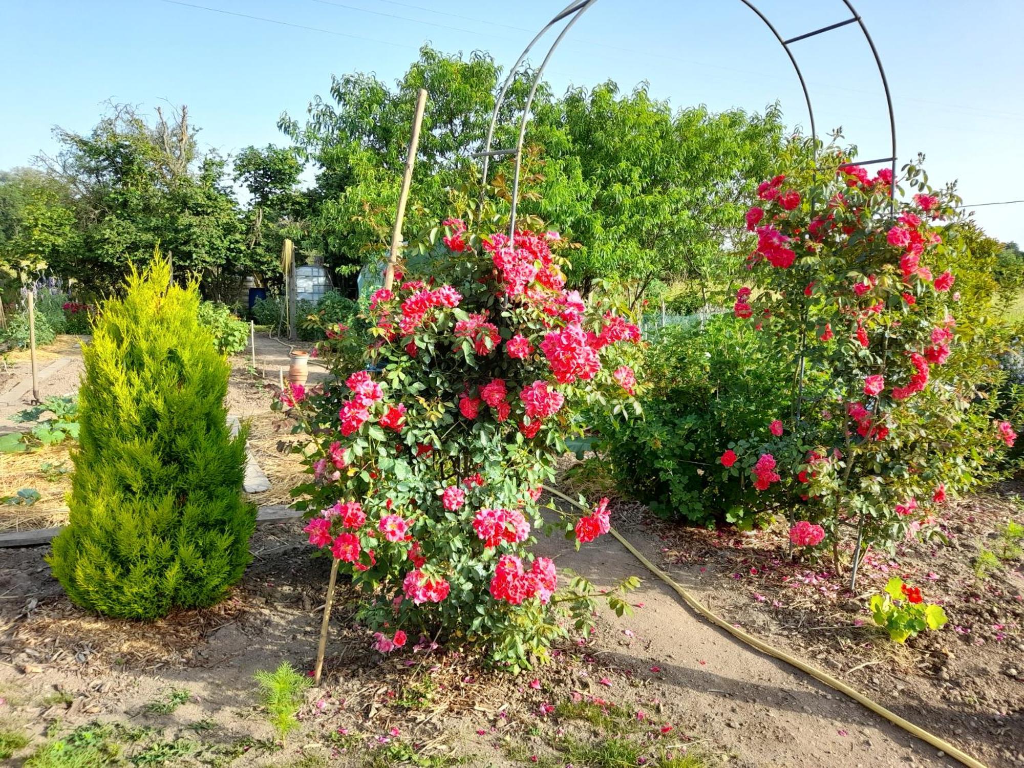 Les Abelias Bed & Breakfast Hauterive  Exterior foto